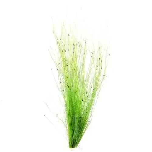 Eleocharis vivipara (umbrella hairgrass)